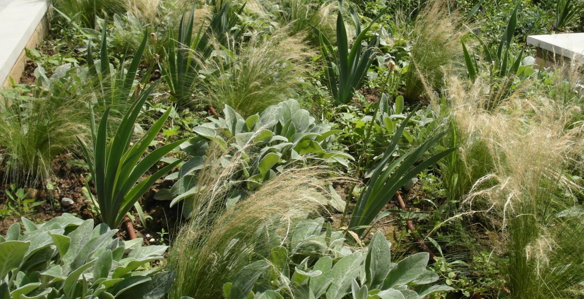 Jardinières sur dalle : Stipa tenuissima, Stachys byzantina, Iris barbata- nana