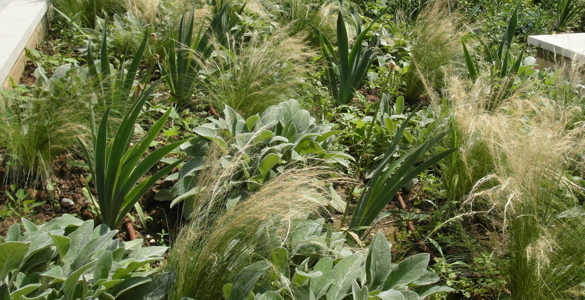 Jardinières sur dalle : Stipa tenuissima, Stachys byzantina, Iris barbata- nana