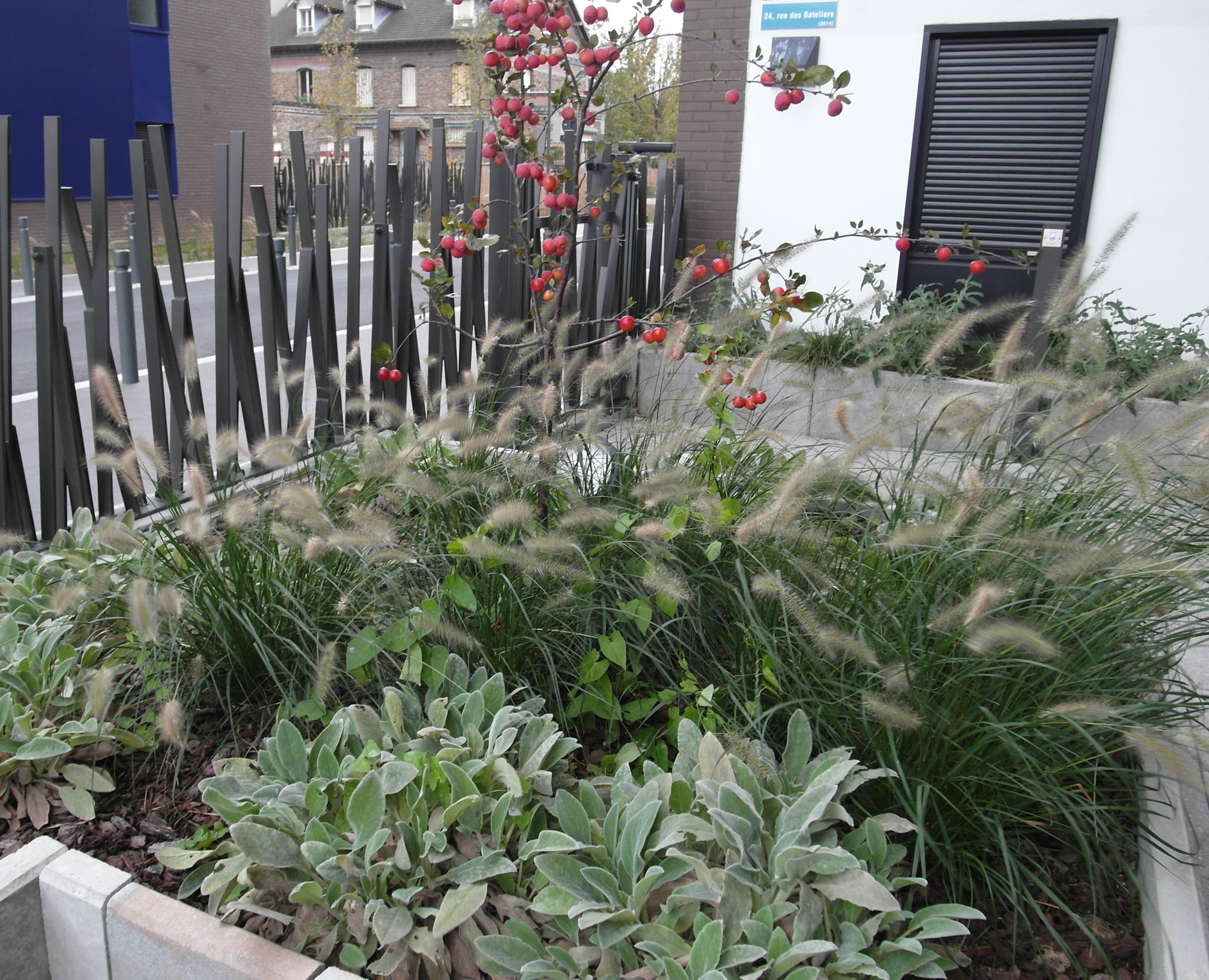 Jardinières sur dalle : Pennisetum alopecuroides, Stachys byzantina, Malus coccinella