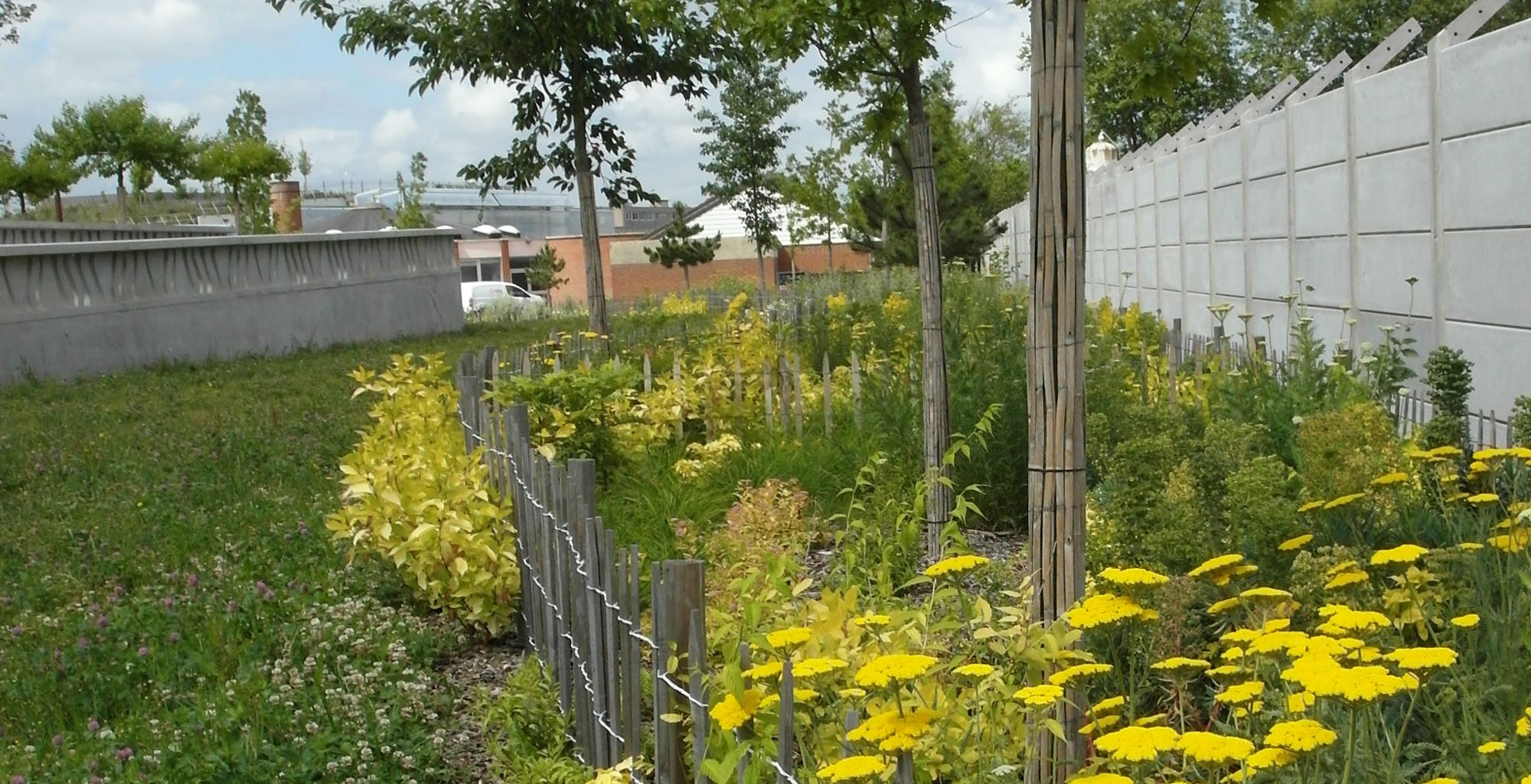 Achillea millefolium et Euphorbia characias étoffent les massifs jaunes