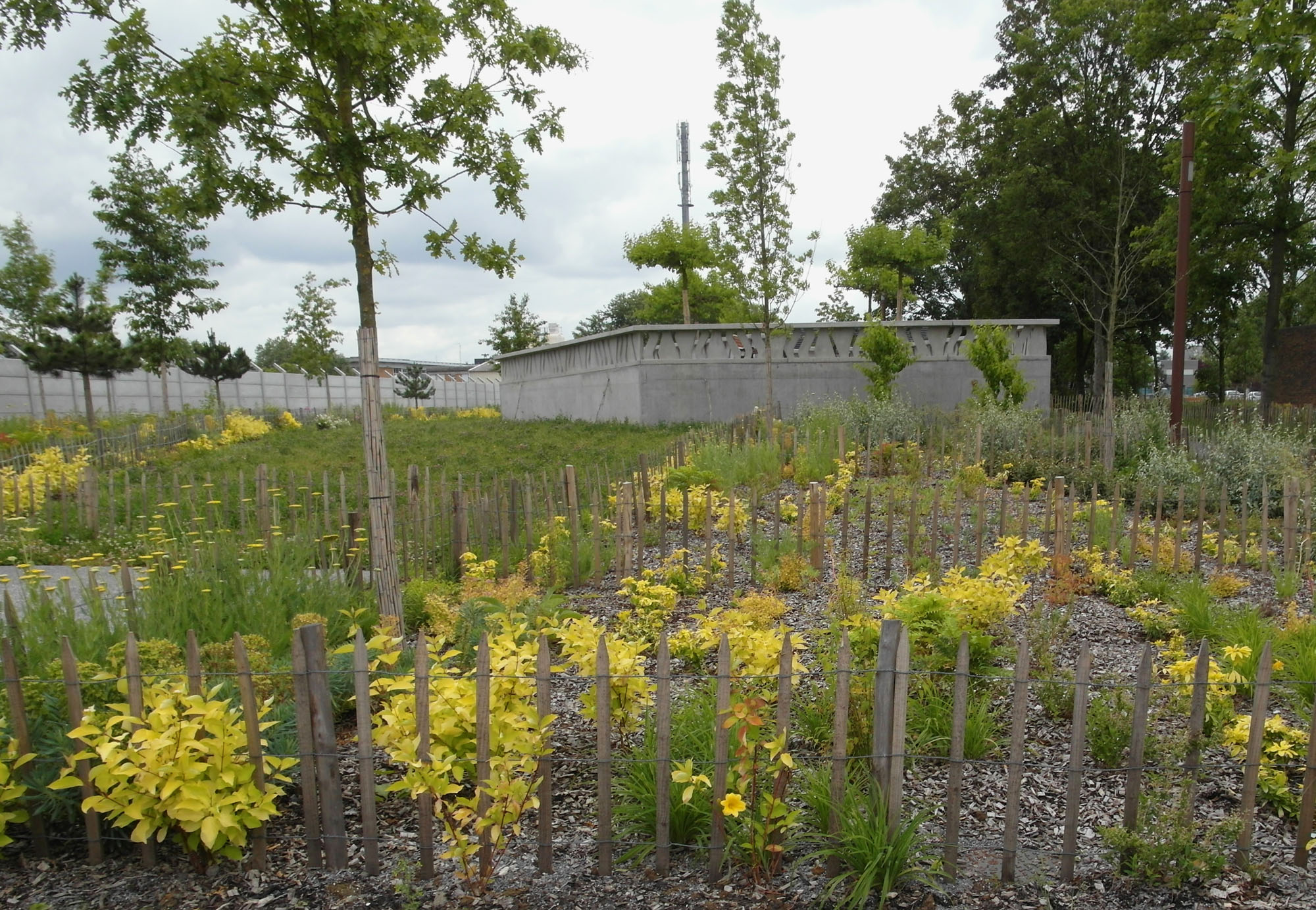 Cornus alba « aurea » et Choisya ternata « sundance » dessinent les massifs jaunes