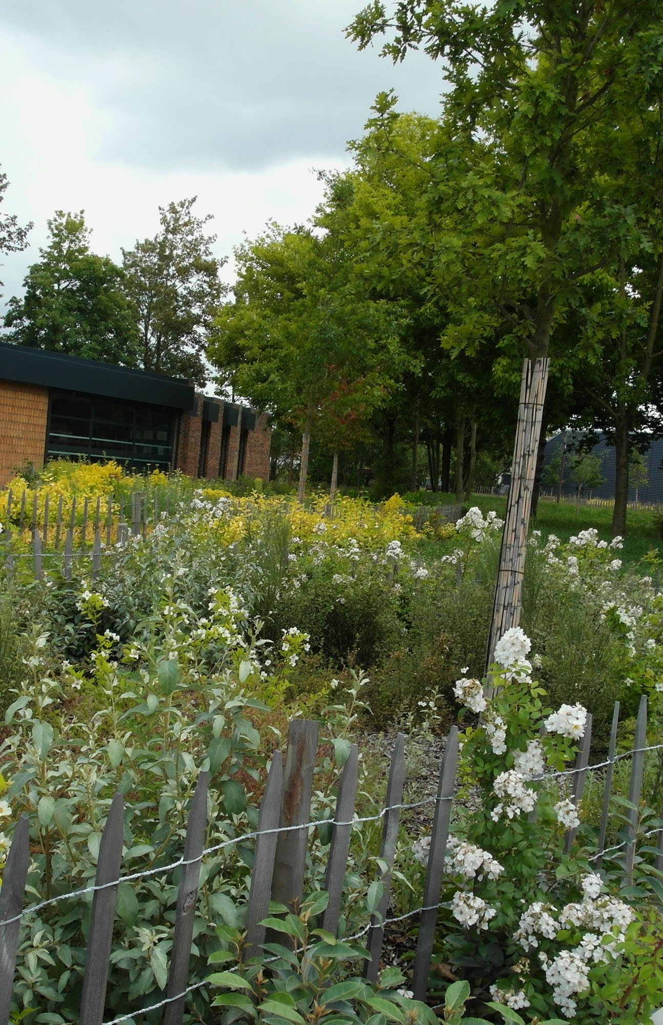 Les Eleagnus ebbingei, accompagnés des Rosa wichuriana, structurent les massifs gris