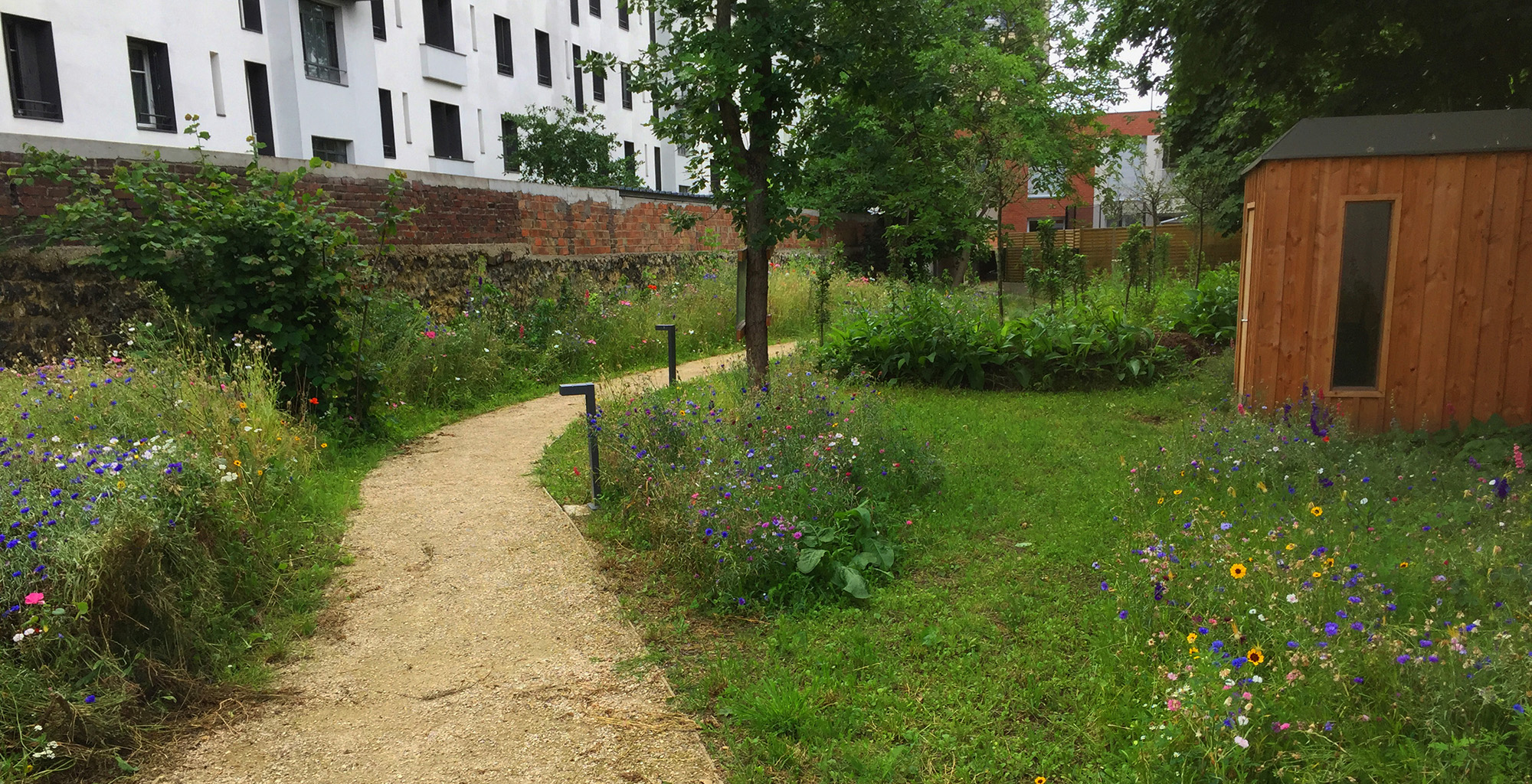 gennevilliers-210706-prairie fleurie