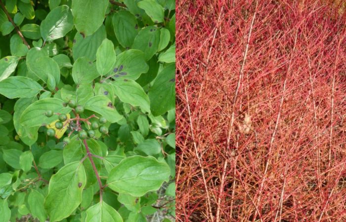 Plantes indigènes à intérêt hivernal : Cornus sanguinea et Rosa canina
