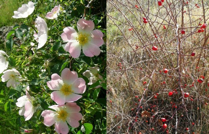 Plantes indigènes à intérêt hivernal : Cornus sanguinea et Rosa canina