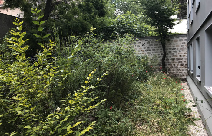 Haie champêtre pour protéger les logements au RDC avec les lilas conservés et Viburnum opulus, Cytisus scoparius, etc.