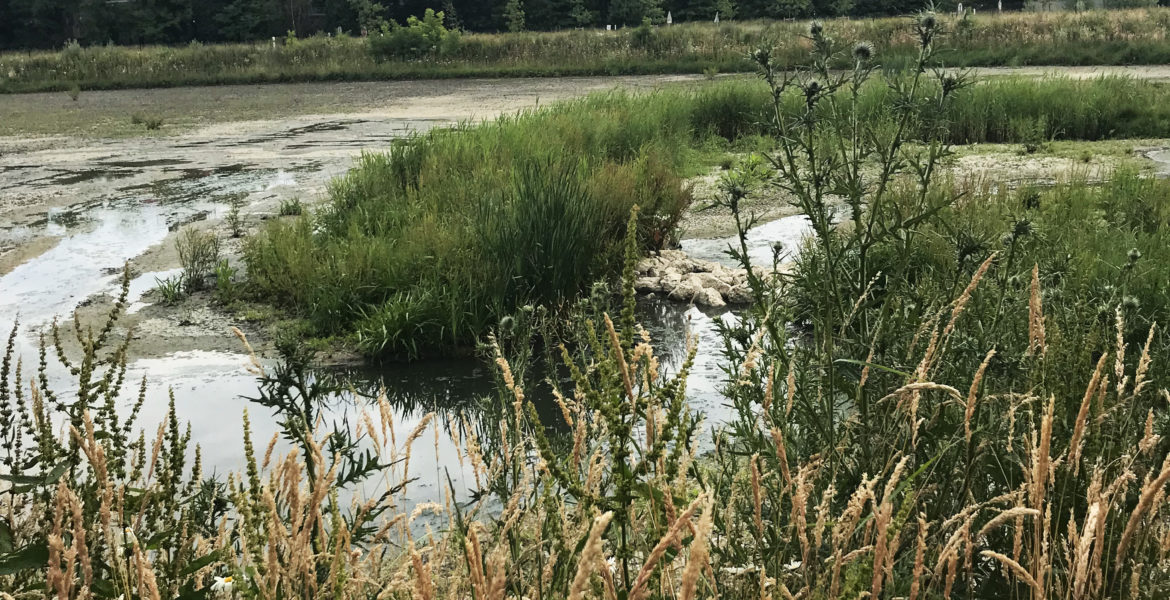 brieres-bassin de retention-gestion eau pluie-roseaux