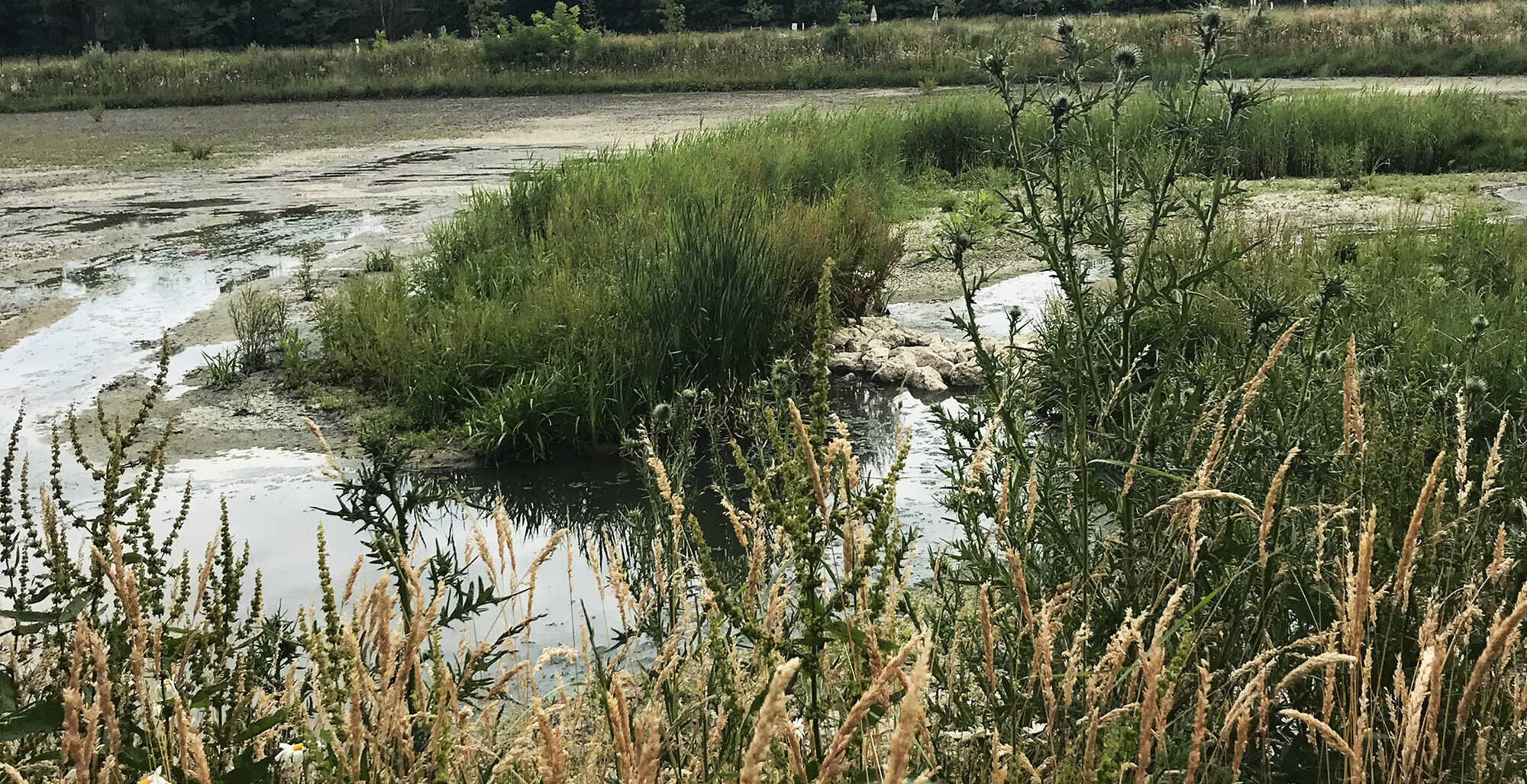 brieres-bassin de retention-gestion eau pluie-roseaux