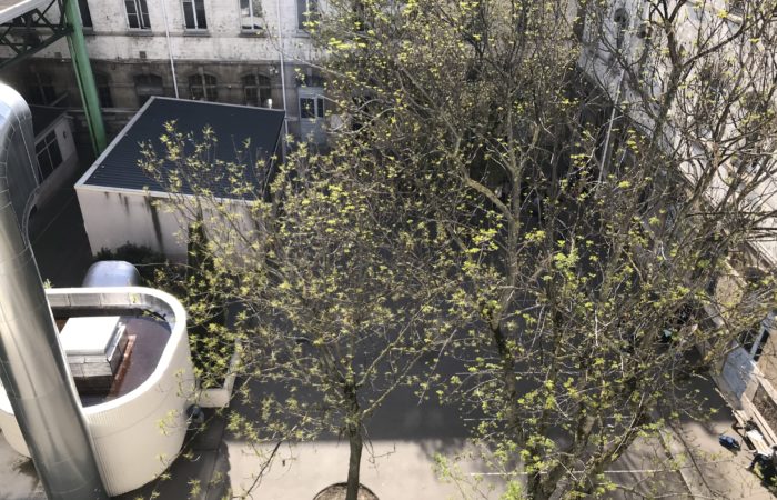 L'enrobé sera décapé pour laisser place aux pavés larges joints, semis et plantations autour des arbres