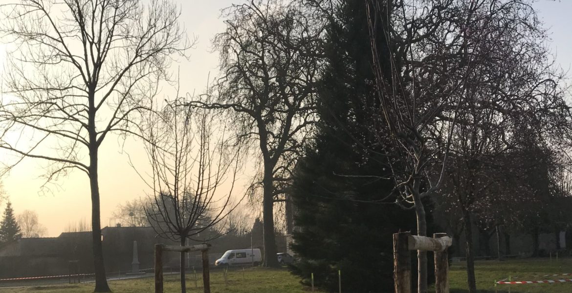 Chantier en cours : plantations de pommiers