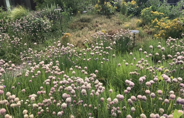 touzet-terrasse-potager plantes aromatiques-2022