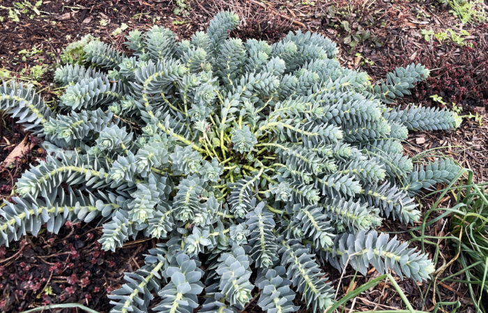 hlr-Euphorbia myrsinites-toiture vegetalisee