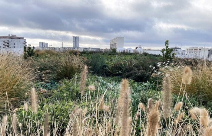 hlr-cour ecole-toiture vegetalisee