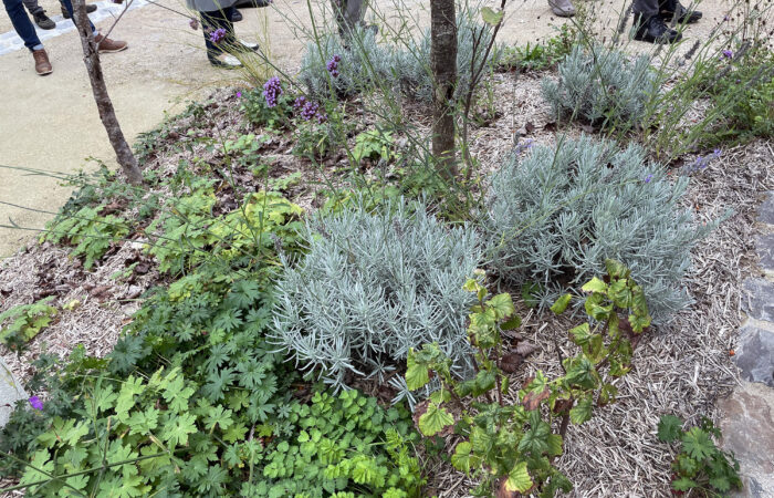 maison du parc-plantes condimentaires maison du parc-massif sensoriel